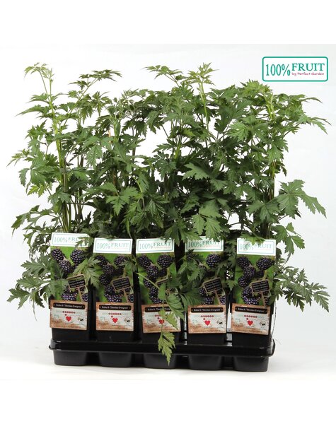 Rubus fruticosus Thornless Evergreen P15