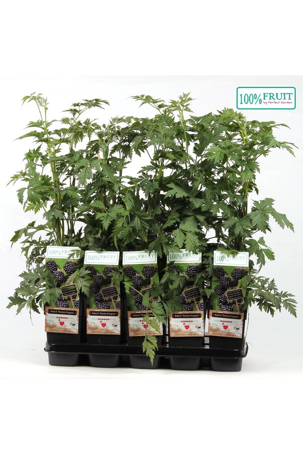 Rubus fruticosus Thornless Evergreen P15