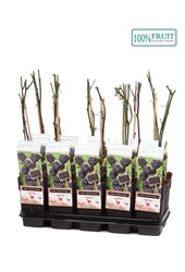 Rubus fruticosus Thornless Evergreen P15