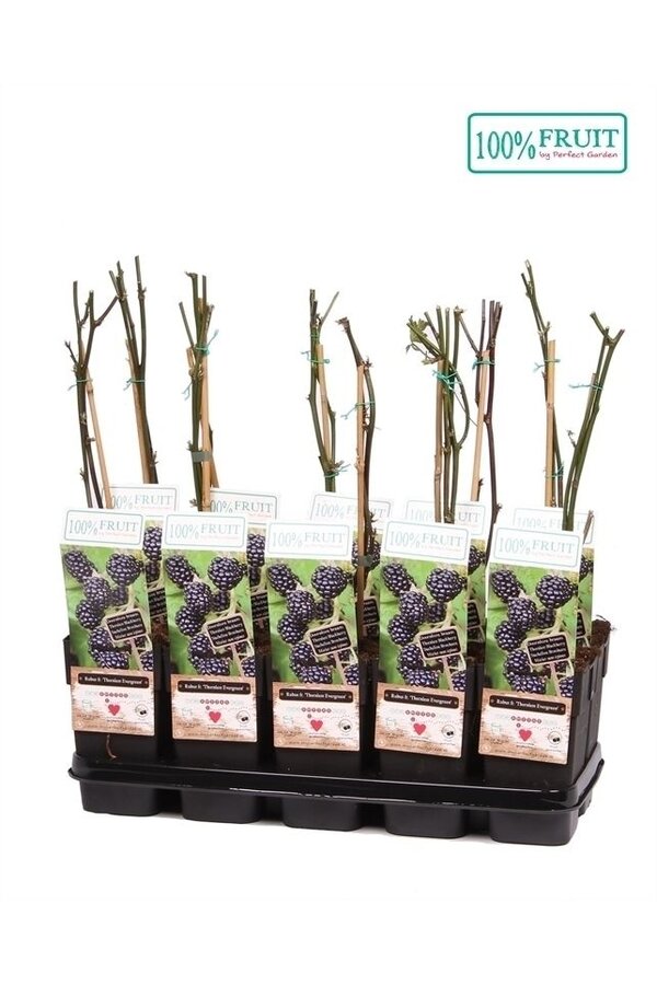 Rubus fruticosus Thornless Evergreen P15