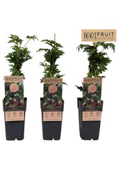 Rubus fruticosus Thornless Evergreen P15