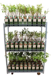 Rubus idaeus Framboos mix tray bio P19