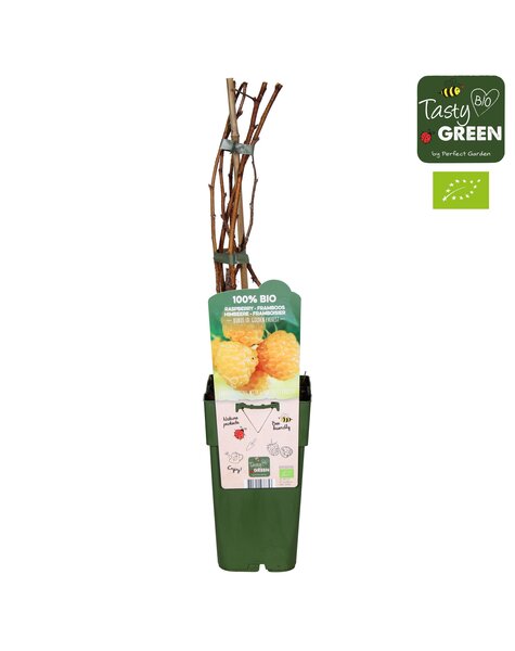 Rubus idaeus Golden Everest Bio P15