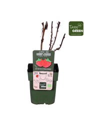 Rubus idaeus Heritage Bio P13