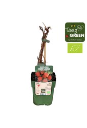 Rubus idaeus Heritage Bio P13