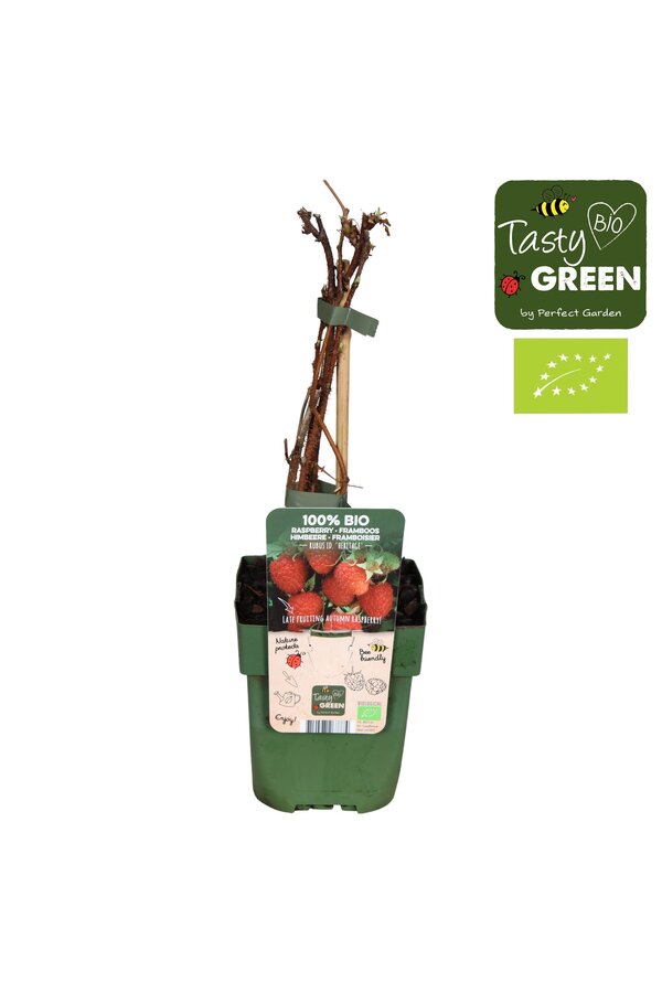 Rubus idaeus Heritage Bio P13