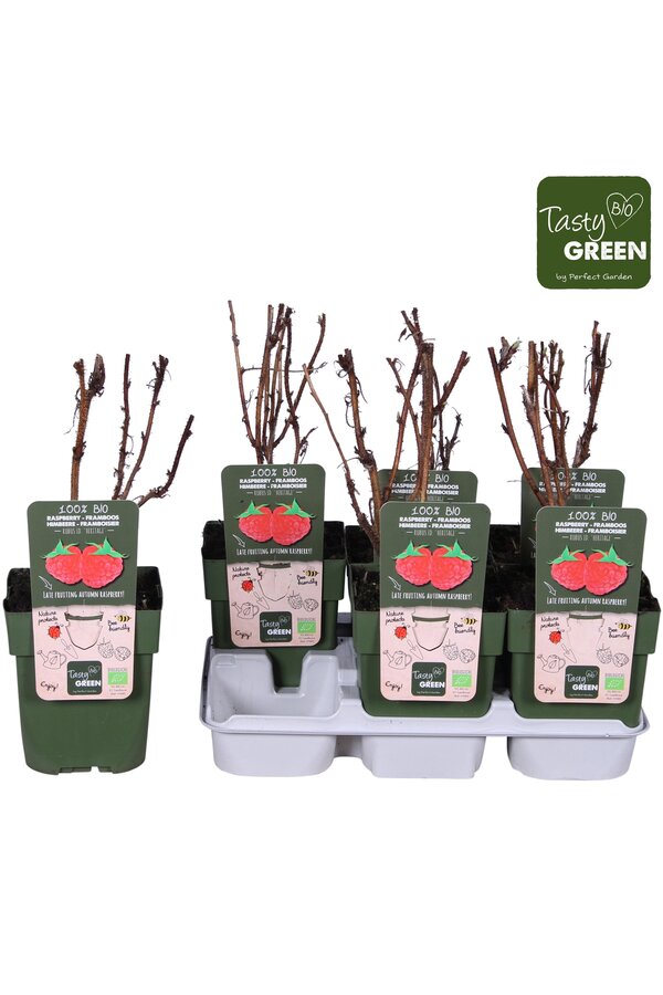 Rubus idaeus Heritage Bio P13