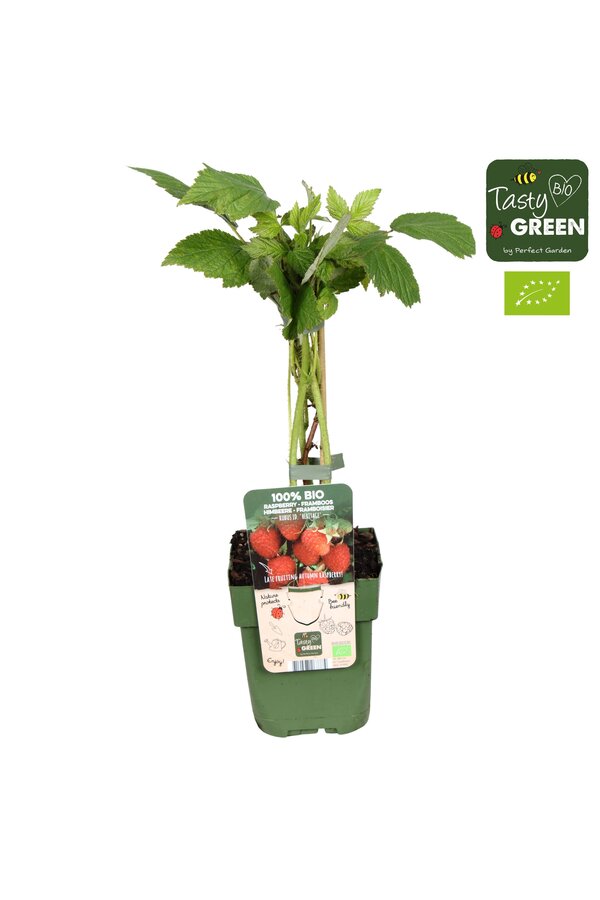 Rubus idaeus Heritage Bio P13