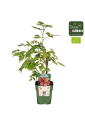 Rubus idaeus Heritage Bio P13