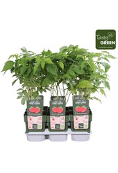 Rubus idaeus Heritage Bio P13