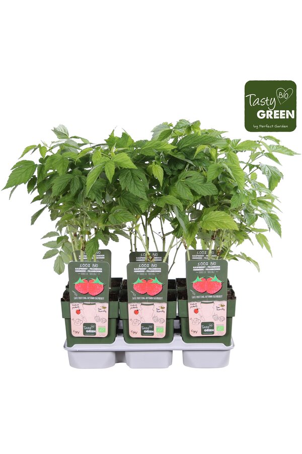 Rubus idaeus Heritage Bio P13