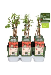 Rubus ideaus Summer Chef® Bio P13