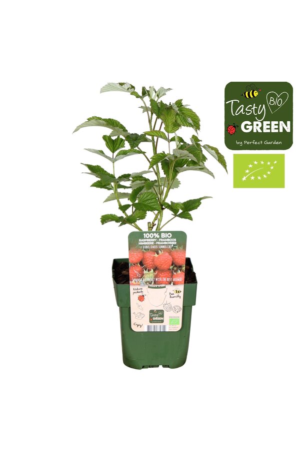 Rubus ideaus Summer Chef® Bio P13