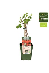 Rubus ideaus Summer Chef® Bio P13