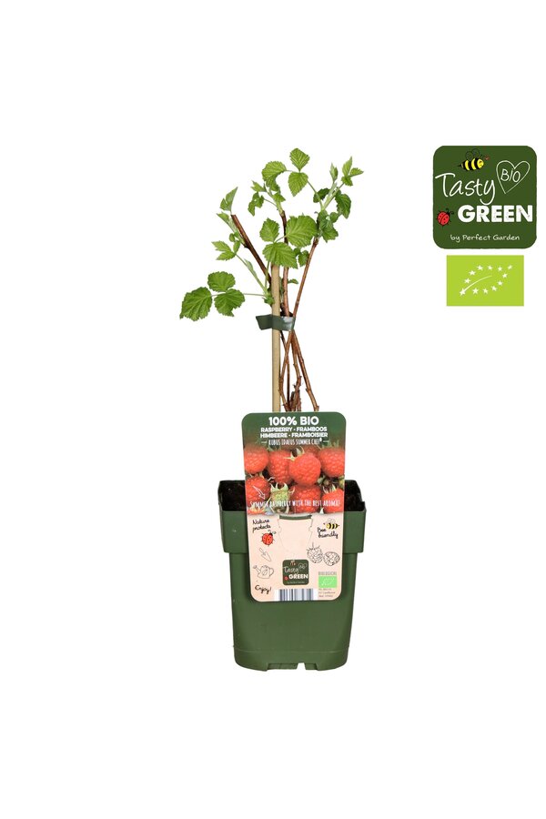 Rubus ideaus Summer Chef® Bio P13