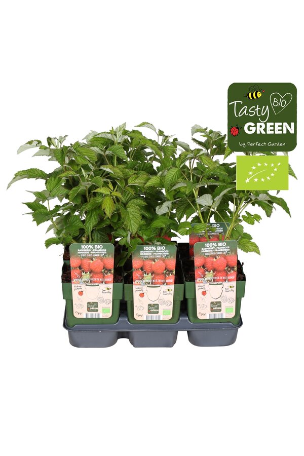 Rubus ideaus Summer Chef® Bio P13