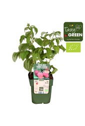 Rubus Low® Little Sweet Sister® Bio P13