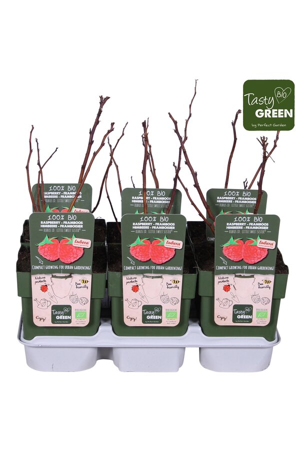 Rubus Low® Little Sweet Sister® Bio P13
