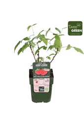 Rubus Low® Little Sweet Sister® Bio P13