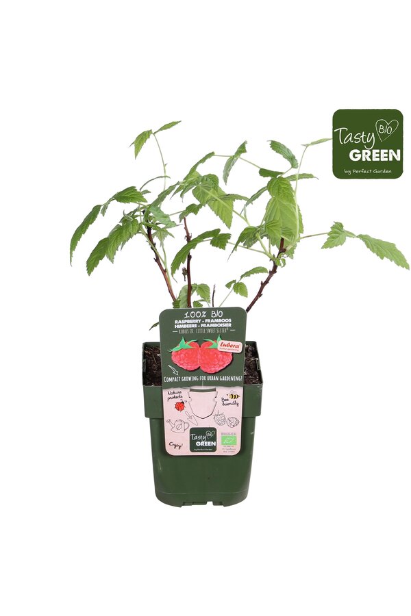 Rubus Low® Little Sweet Sister® Bio P13
