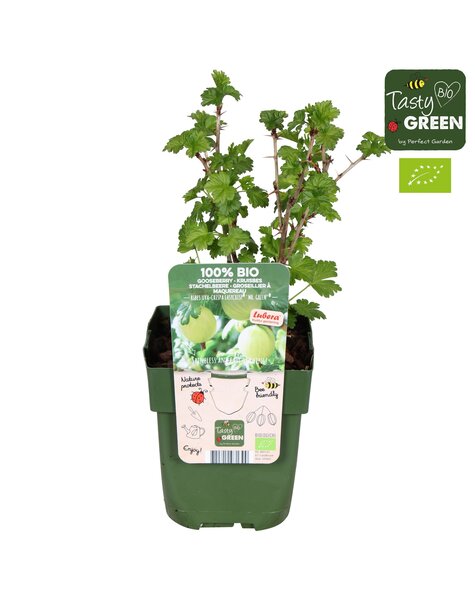 Ribes uva-crispa Easycrisp® Mr. Green® Bio P13
