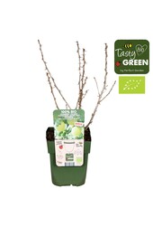 Ribes uva-crispa Easycrisp® Mr. Green® Bio P13