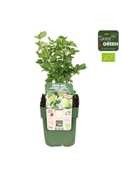 Ribes uva-crispa Easycrisp® Mr. Green® Bio P13