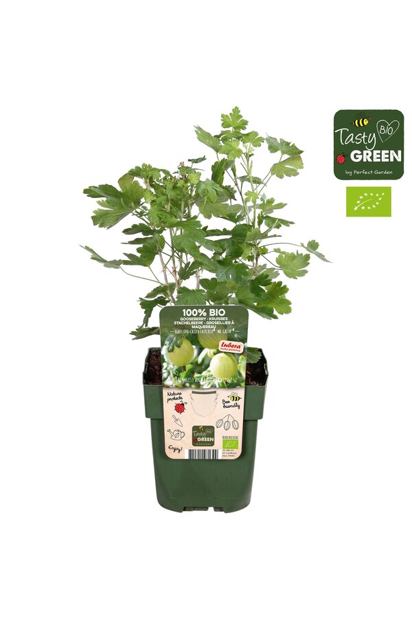 Ribes uva-crispa Easycrisp® Mr. Green® Bio P13