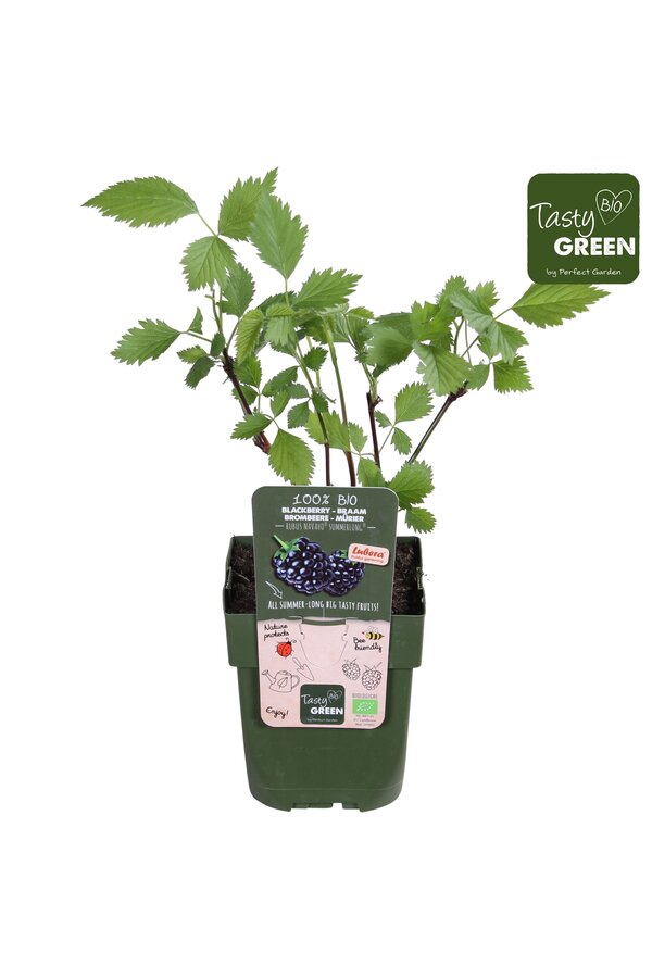 Rubus Navaho® Summerlong® Bio P13