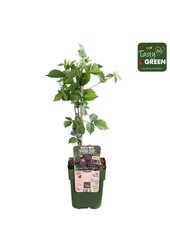 Rubus Navaho® Summerlong® Bio P13