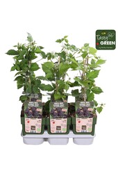 Rubus Navaho® Summerlong® Bio P13