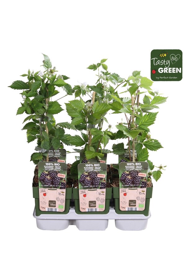 Rubus Navaho® Summerlong® Bio P13