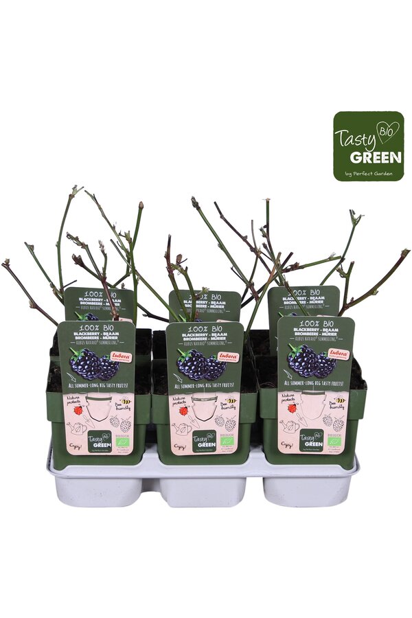 Rubus Navaho® Summerlong® Bio P13