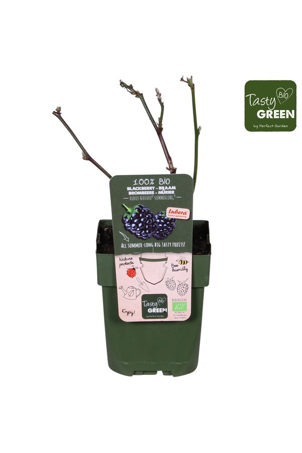 Rubus Navaho® Summerlong® Bio P13