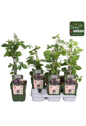 Rubus Navaho® Summerlong® Bio P13