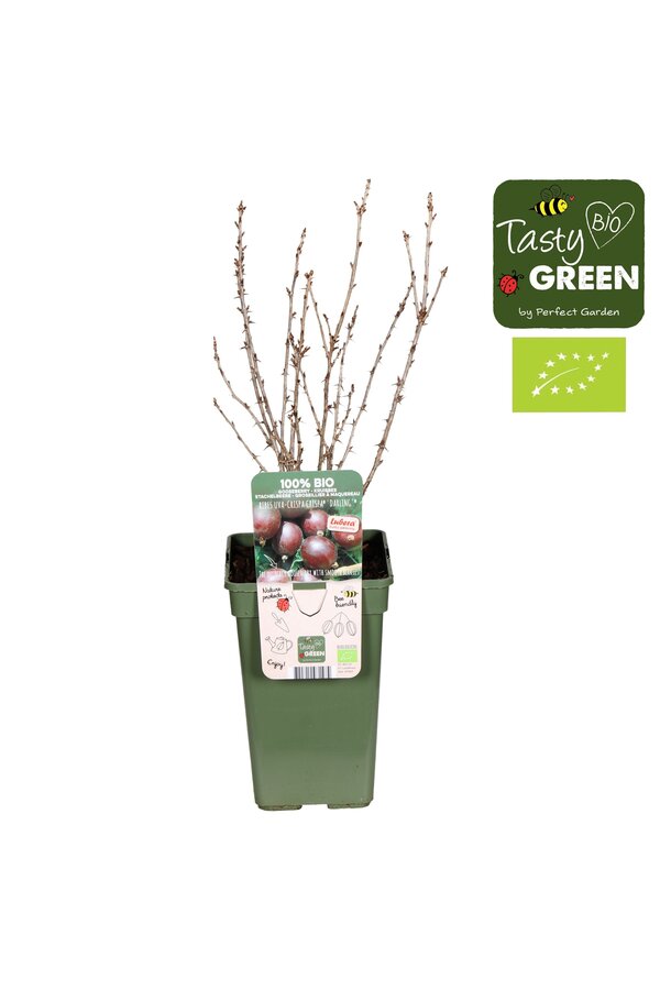 Ribes uva-crispa Crispa® Darling® Bio P19