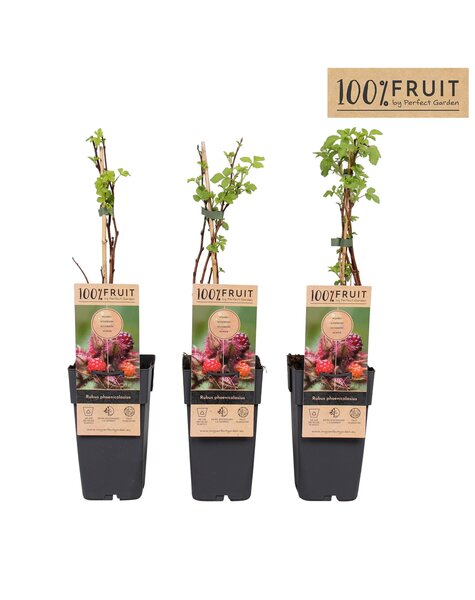 Rubus phoenicolasius P15