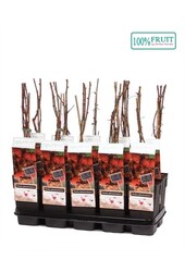 Rubus phoenicolasius P15