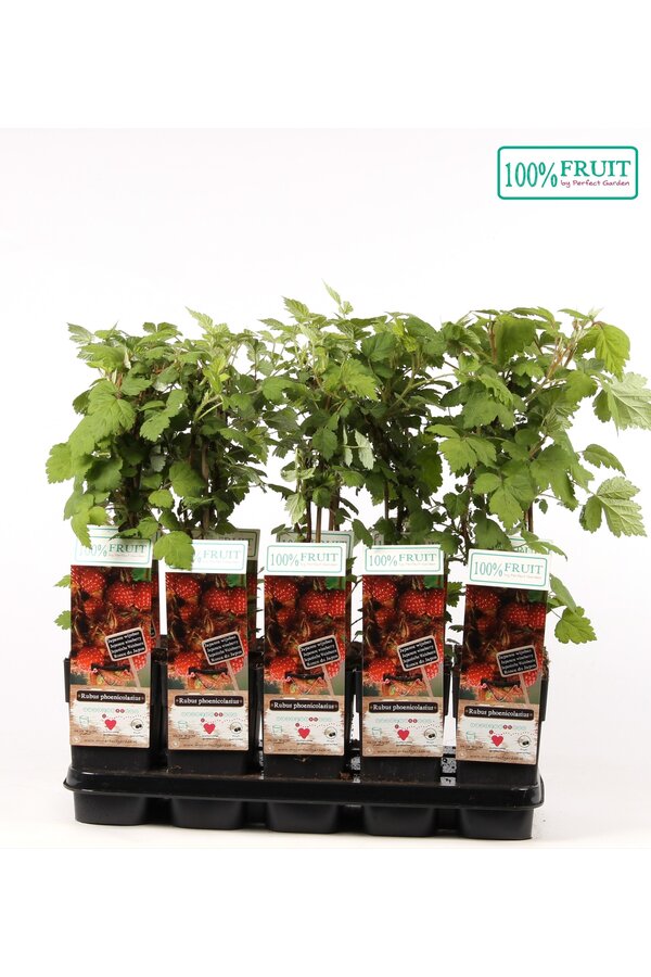 Rubus phoenicolasius P15