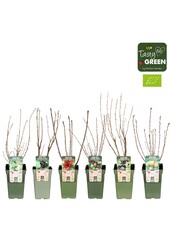 Ribes mix tray Bio P19