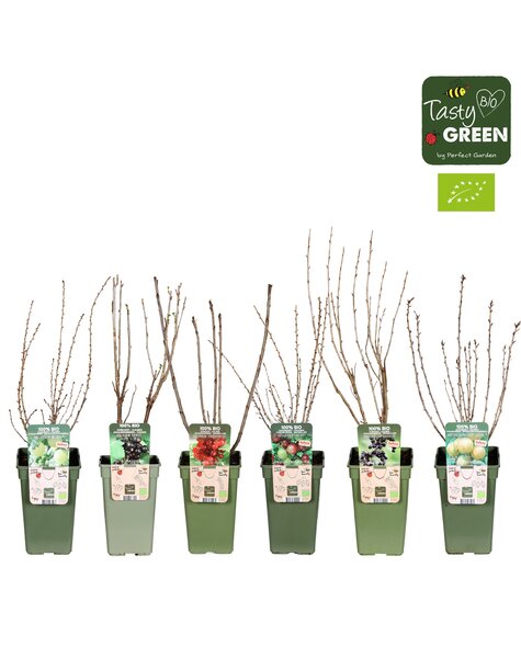 Ribes mix tray Bio P19