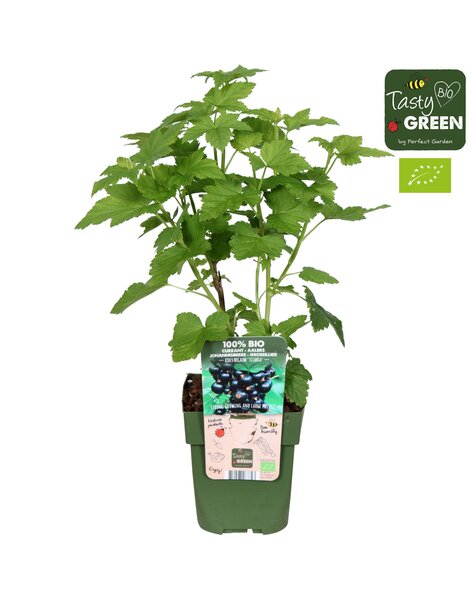 Ribes nigrum Titania Bio P13