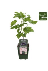 Ribes nigrum Titania Bio P13