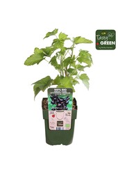 Ribes nigrum Titania Bio P13