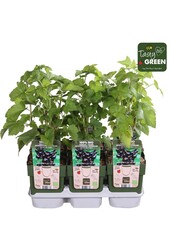 Ribes nigrum Titania Bio P13