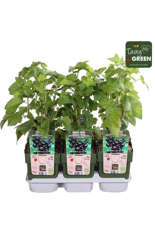 Ribes nigrum Titania Bio P13