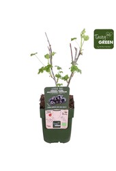 Ribes nigrum Titania Bio P13