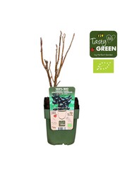 Ribes nigrum Titania Bio P13