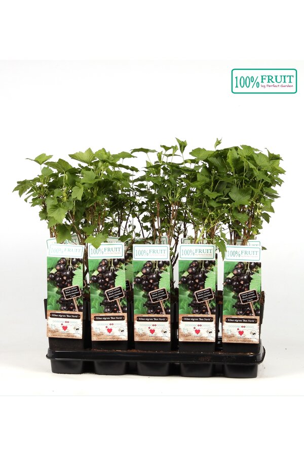 Ribes nigrum Ben Nevis P15