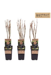 Ribes nigrum Ben Nevis P15